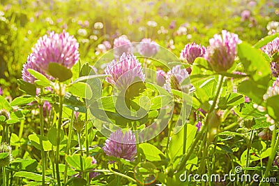 Flowers of clover lt by soft sunlight - summer sunset landscape. Summer clover flowers in the measow Stock Photo