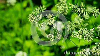 Flowers on Cock`s-foot or Cat grass Dactylis glomerata closeup with green bokeh background, selective focus, shallow DOF Stock Photo