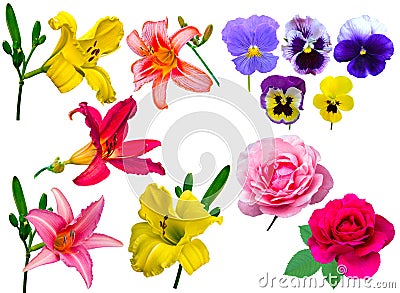 Flowers collection. collection lily flowers violet roses. Lilies Stock Photo