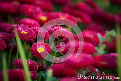 Flowers color fuchsia Stock Photo