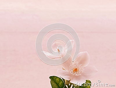 flowers color son on the background color son beautiful sweet bright Stock Photo