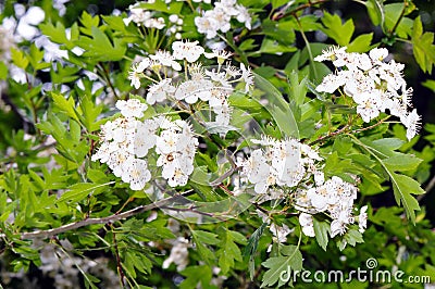 Flowers of common hawthorn (Crataegus monogyna) Stock Photo