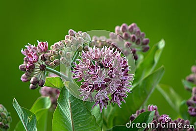 Flowers of the Common Milkweed carry a weevil and several ants in spring in a marsh Stock Photo