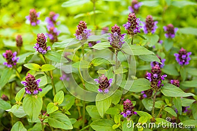 Common Selfheal - Prunella vulgaris Stock Photo