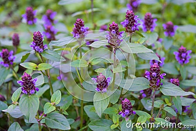 Common Selfheal Prunella vulgaris Stock Photo