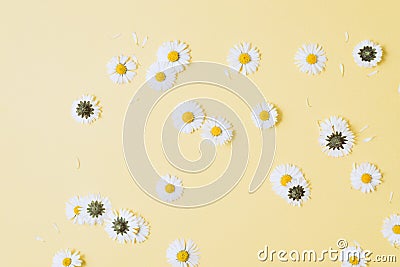 Flowers composition. Chamomile flowers, petals on pastel yellow background. Spring, summer concept. Stock Photo