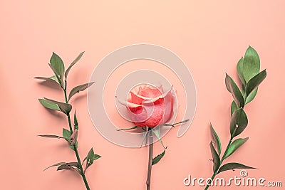 Flowers composition. Rose flowers and eucalyptus branches on pink background. Flat lay, top view, copy space Stock Photo