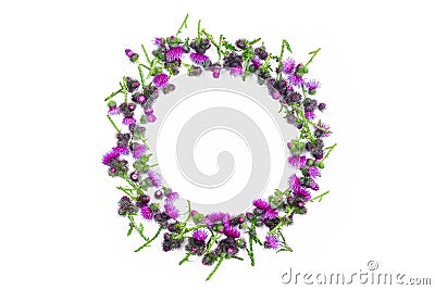 Flowers composition. Round frame made of green branches of Thistle with thorns and blossoming tender crimson flowers on white back Stock Photo