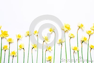 Flowers composition. Spring narcissus flowers on white background. Stock Photo