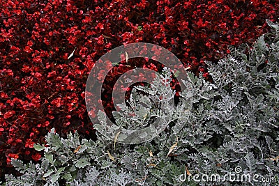 Flowers contrast duality red grey Stock Photo