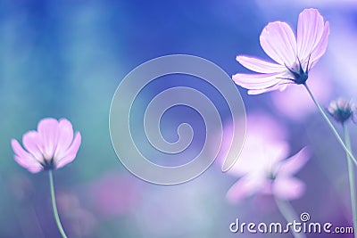 Flowers cosmos with gentle shades, soft focus Stock Photo