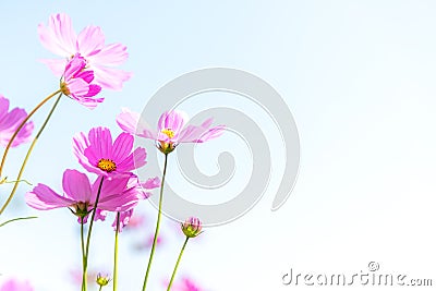 Flowers Cosmos in the meadow, blue sky background. Stock Photo