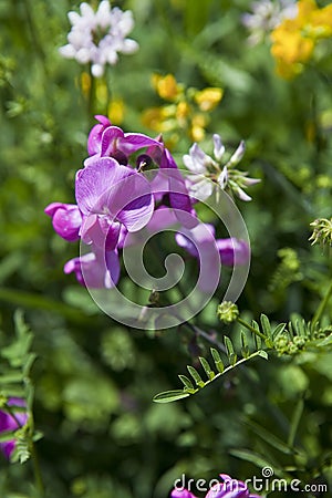 Lathyrus latifolius Stock Photo