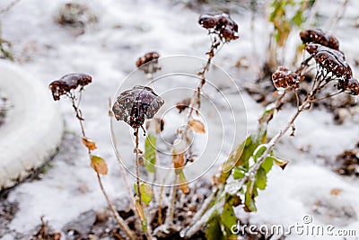 Flowers covered with ice. Freezing outside. Stock Photo