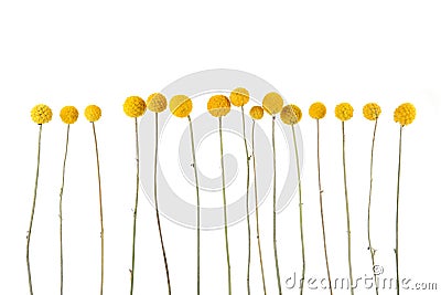 Flowers craspedia isolated on white background. Stock Photo