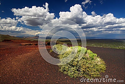 Flowers at Craters of the Moon Stock Photo