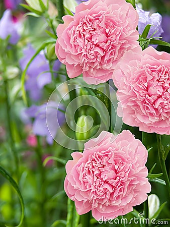 Flowers dahlias Stock Photo