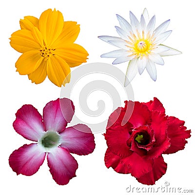 flowers dahlias isolated on white background. Flat lay, top view. Super collection Editorial Stock Photo