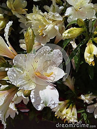 White Flowers with Raindrops Stock Photo