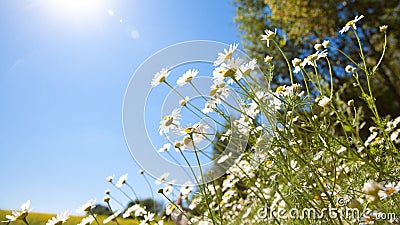 Flowers daisy close-up on a background of blue sky outdoors in nature. Natural beautiful colorful bright summer pastoral Stock Photo