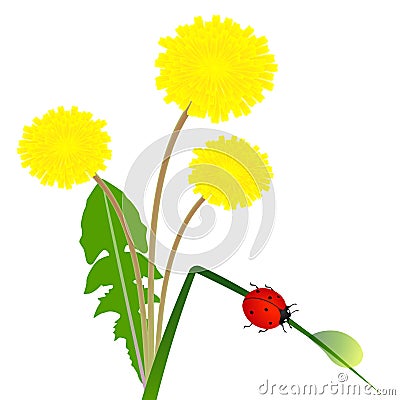 Flowers dandelion and ladybug on a blade of grass with a drop of dew. Vector Illustration