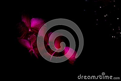 Flowers of a dark lilac orchid on a black background. Stock Photo