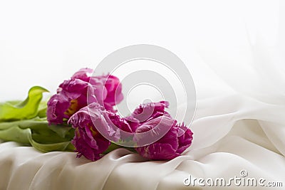 Tulip flowers lie on white silk on a blurred background Stock Photo