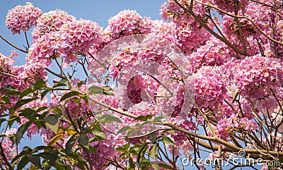 Flowers daytime pink Stock Photo