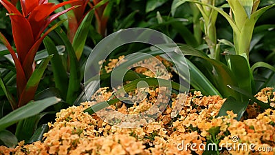 Flowers decoration for Chinese New Year. Red yellow ornamental flowerbed from chrysanthemum, hydrangea and guzmania Stock Photo