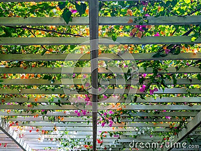 Flowers decoration on wooden pergola roof. Landscape home design background. Stock Photo
