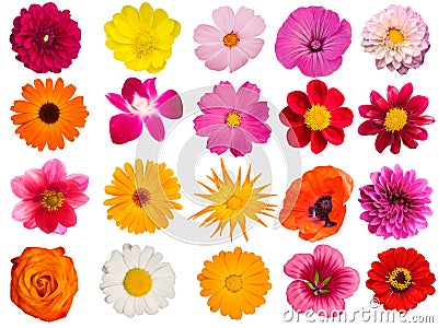 Flowers decorative collection Stock Photo