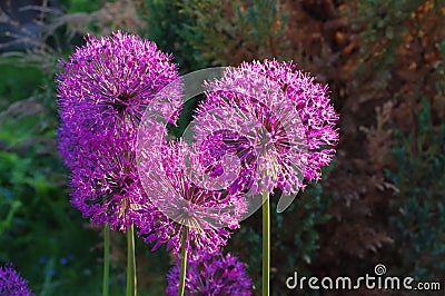 Flowers of decorative onion Allium christophii Stock Photo