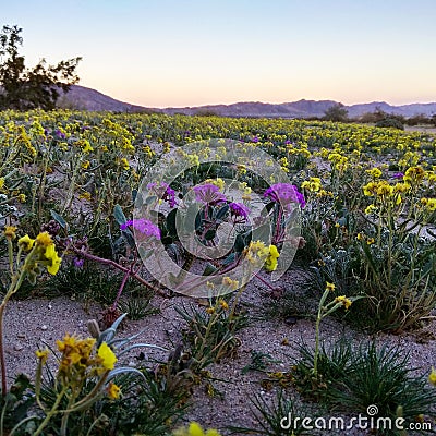 Flowers in the desert coming spring Stock Photo