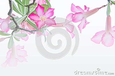 Flowers, Desert Rose; Impala Lily; Mock Azalea flowers on background Stock Photo