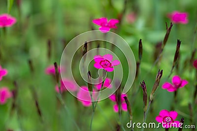 Flowers Dianthus deltoids Stock Photo