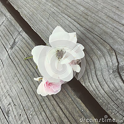 Flowers on the docks Stock Photo