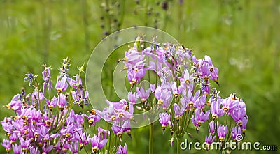 Flowers of Dodecatheon meadia plant. Primula meadia, the shooting star flowers Stock Photo