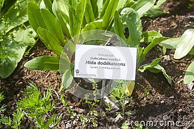 Flowers of Dodecatheon meadia plant. Primula meadia, the shooting star flowers Editorial Stock Photo