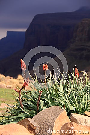 Flowers and Drakensberg mountains