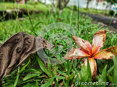Flowers and dried leaves fell from trees in the park Stock Photo