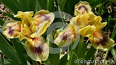 The flowers of dwarf bearded light yellow irises Stock Photo