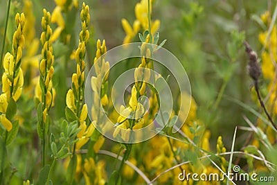 Flowers of a dyer broom Genista tinctoria Stock Photo