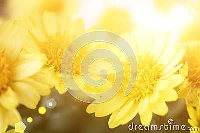 Flowers of dyer chamomile in the autumn. Anthemis tinctoria Stock Photo