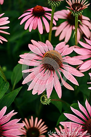 Flowers of Echinacea purpurea close-up in the summer garden. nutritional supplement for immune support, selective focus, soft Stock Photo