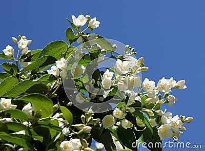 Flowers of an English dogwood Stock Photo