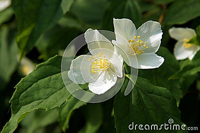 Flowers of an English dogwood Stock Photo