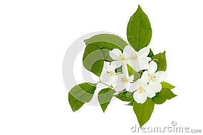 Flowers of an English dogwood or sweet mock-orange Philadelphus coronaries Stock Photo