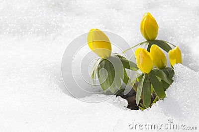 Winter aconite, flowers Eranthis hyemalis Stock Photo