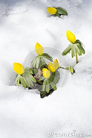 Winter aconite, flowers Eranthis hyemalis Stock Photo