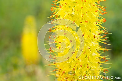 Flowers Eremurus Stock Photo